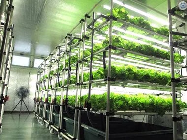 LEAFRU FARM 倶知安ニセコという野菜工場でレタスが生産されている様子を写した画像