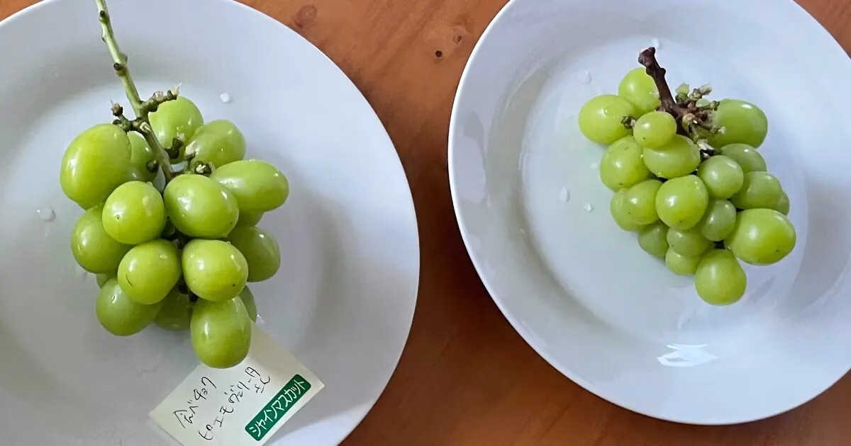 食べチョクで届いた立派なシャインマスカットと、スーパーで購入した粒の小さなシャインマスカットの外観の違いを示した写真。